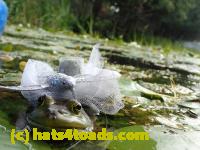 /home//u458753944/public_html/sourcegallery//Frogs/More bullfrogs/P8180187.JPG